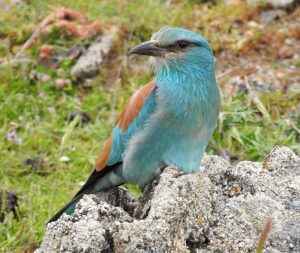 Coracias garrulus