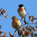 Saxicola torquatus