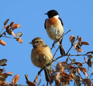 Saxicola torquatus