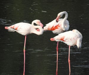 Aves acuáticas Phoenicopterus roseus