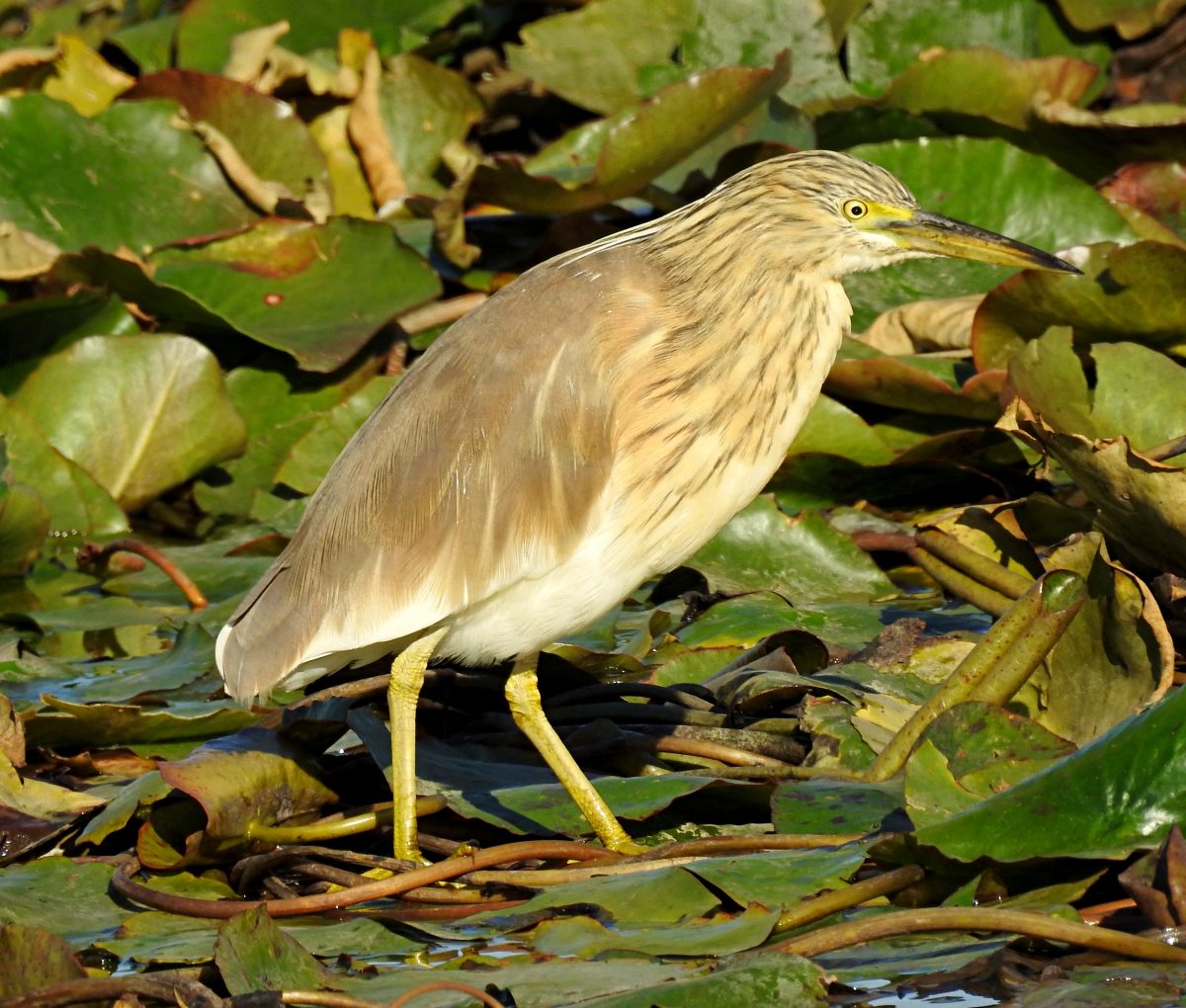 Aves acuáticas