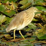 Aves acuáticas