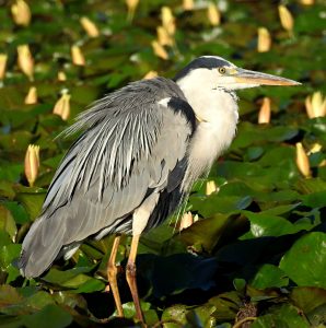 Ardea cinerea