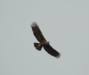 Aquila chrysaetos, Diurnal raptors of Extremadura