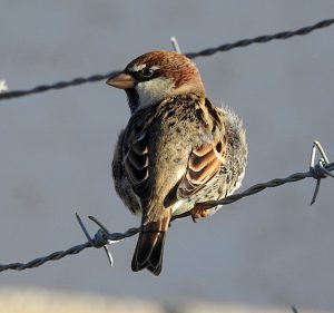 Passer hispaniolensis