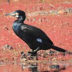 Phalacrocorax carbo