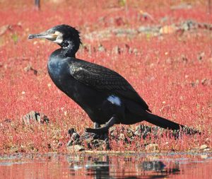 Phalacrocorax carbo, waterfowl of Extremadura