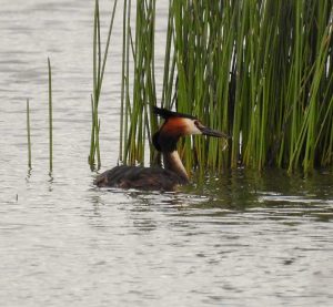 Podiceps cristatus