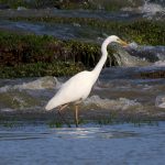 Egretta alba