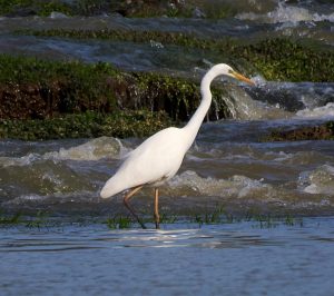 Egretta alba