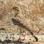 Steppe birds, Calandrella brachydactyla