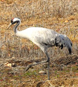 Aves esteparias Grus grus