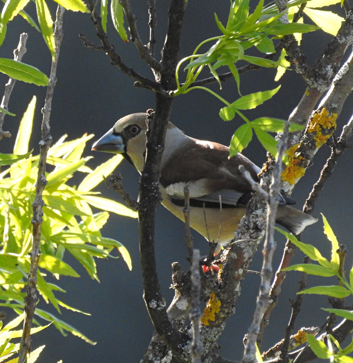 Woodland birds