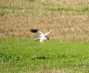 Circus cyaneus, Diurnal raptors of Extremadura