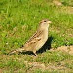 Passer domesticus