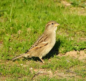 Passer domesticus