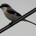 Lanius meridionalis, Mediterranean mountain birds