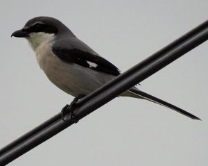 Lanius meridionalis, Mediterranean mountain birds