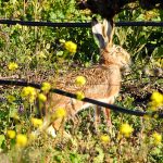 Lepus granatensis