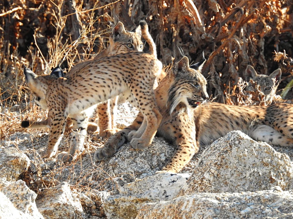 Lynx pardinus