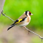 Carduelis carduelis