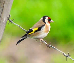 Carduelis carduelis