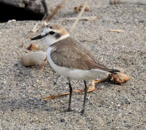 Charadrius alexandrinus