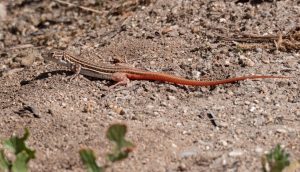 Acanthodactylus erythrurus