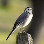 Motacilla alba