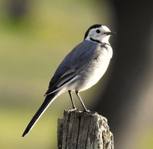 Motacilla alba