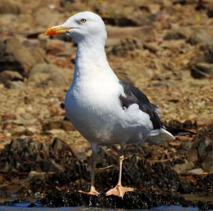 Larus fuscus, waterfowl of Extremadura