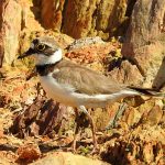 Charadrius dubius