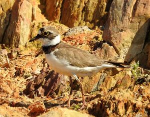 Charadrius dubius