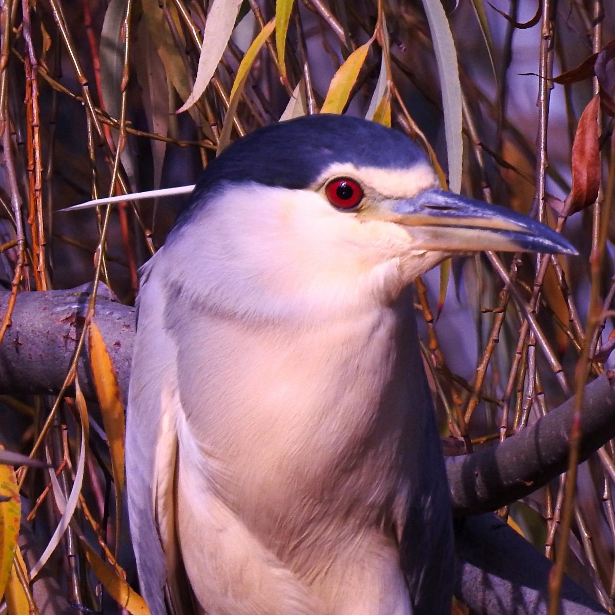 Nycticorax nycticorax