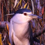 Aves acuáticas