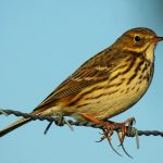 Anthus pratensis, Mediterranean mountain birds