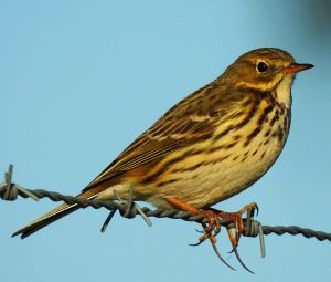 Anthus pratensis, Mediterranean mountain birds