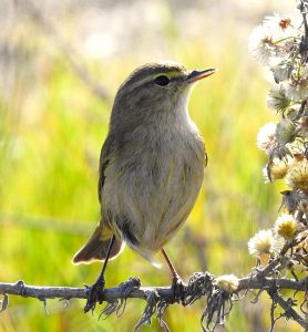 Aves forestales Phylloscopus collybita