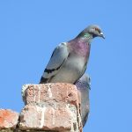 Columba livia Aves de montaña