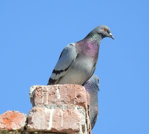 Columba livia Aves de montaña