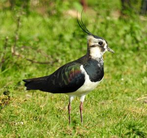 Vanellus vanellus