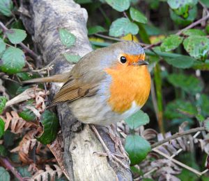 Erithacus rubecula, Aves del monte mediterráneo