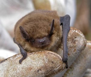 Pipistrellus pipistrellus