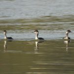 Podiceps nigricollis