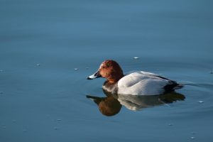 Aves acuáticas, Aythya ferina, Fuligule milouin, Tafeleend, Tafelente