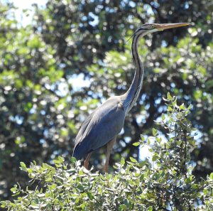 Ardea purpurea