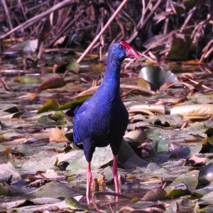 Porphyrio porphyrio, waterfowl of Extremadura