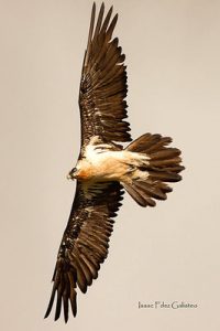 Gypaetus barbatus, Gypaète barbu, Lammergier