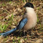 Cyanopica cooki