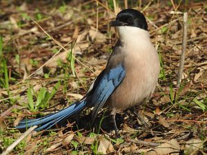 Cyanopica cooki